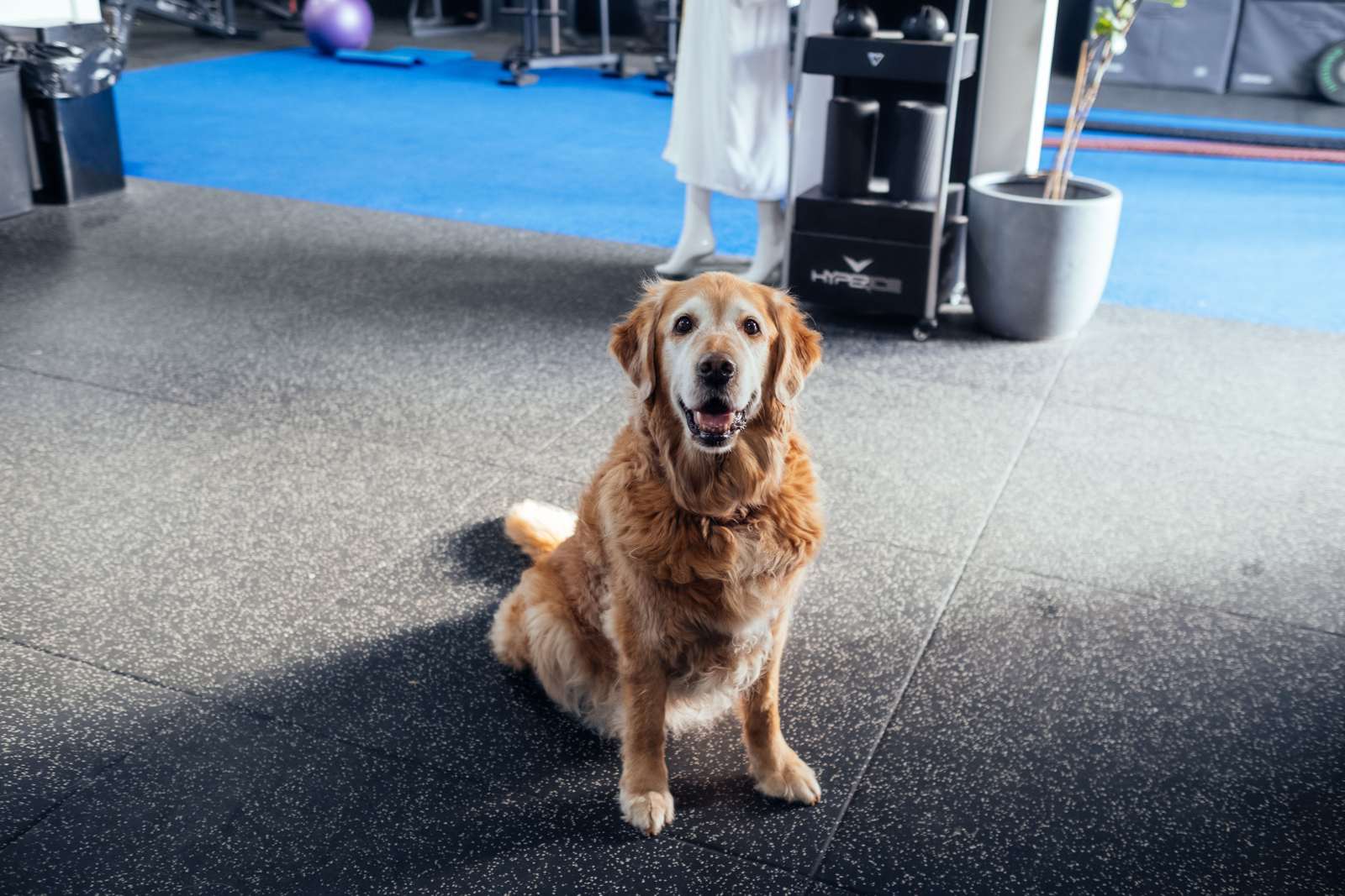 One of the gym dogs holding down the front mat